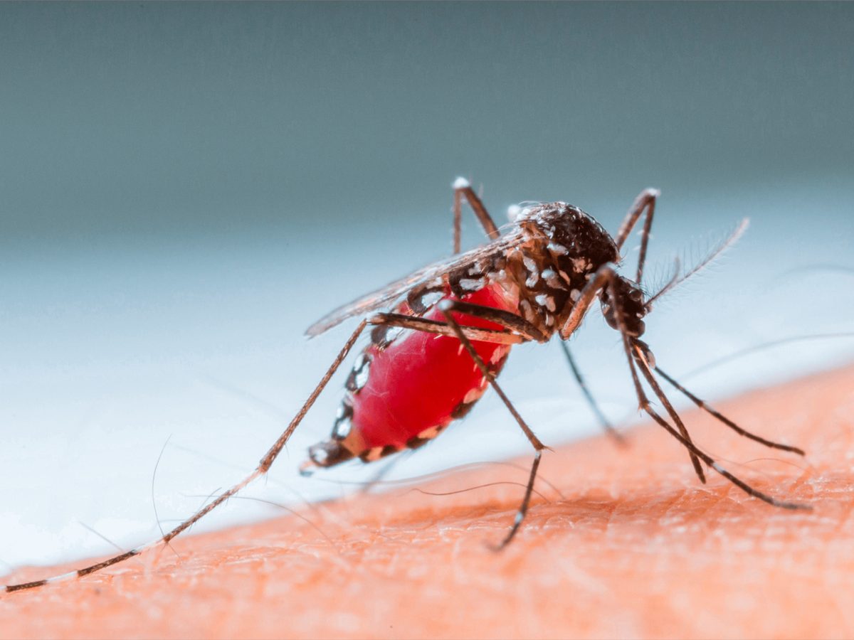 Hecar ¿Qué es el dengue y cómo protegerte de este brote? – Distribuidora HECAR